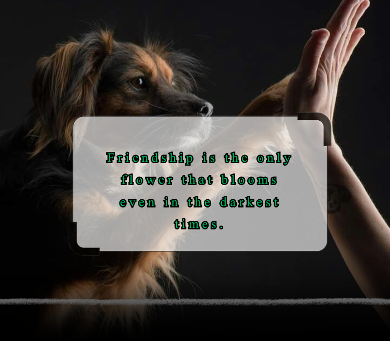 happy friendship day quotes