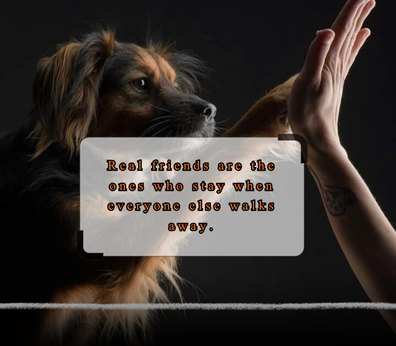 happy friendship day quotes